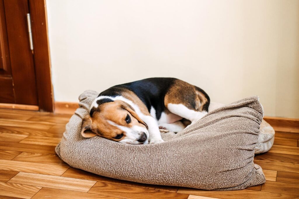 sick beagle dog lying on dog bed on the floor at home