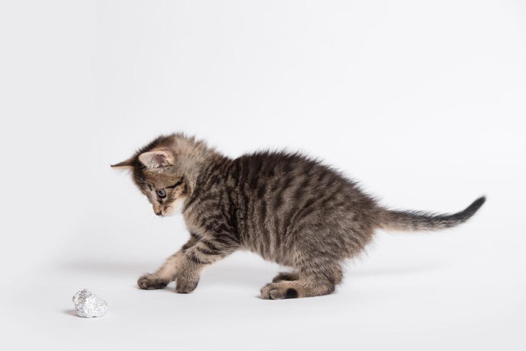 small brown striped tabby cat apprehensively reaching out toward aluminum foil ball