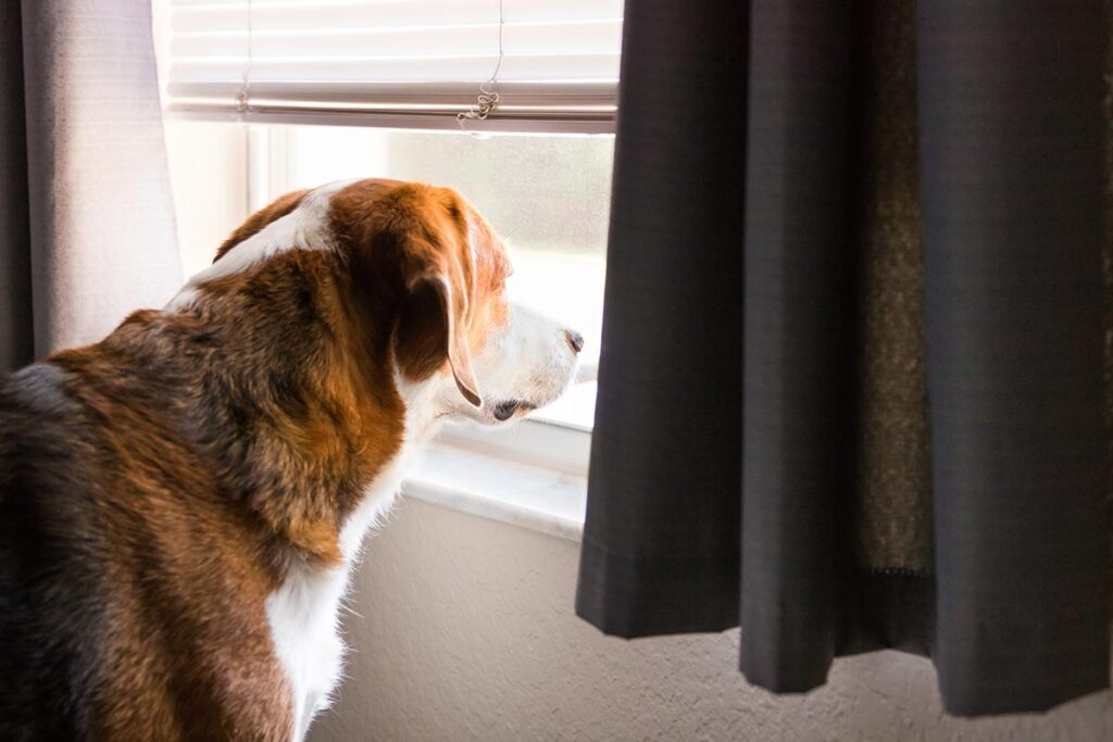 beagle mix dog standing and looking out window indoors
