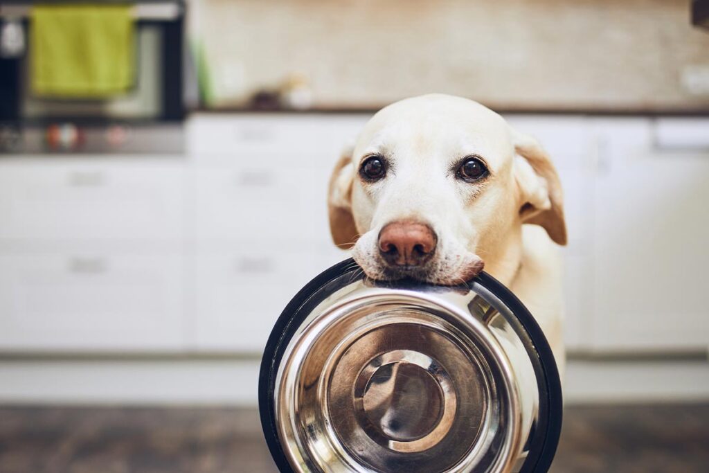 labrador retriever holding food bowl in kitchen