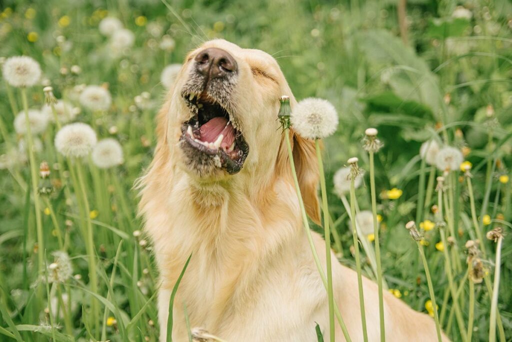 golden retriever dog sitting in grass and dandelions about to sneeze