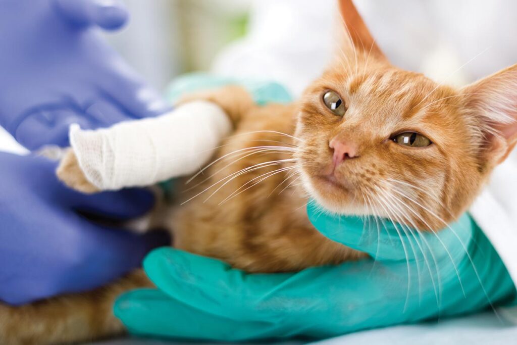 orange tabby cat lying on side while doctor examines broken leg wrapped in bandage