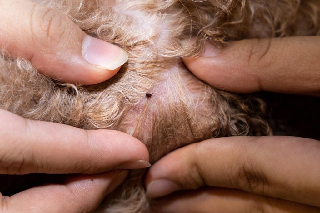 close-up of flea found on dog's body after bath