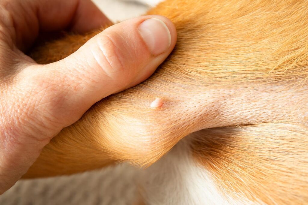 male hand holding dog's leg and showing small bump on dog's elbow