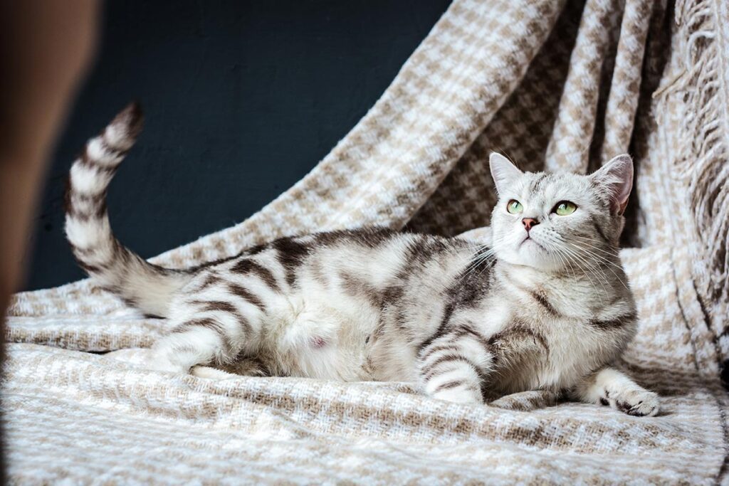 pregnant gray striped cat lying on side on herringbone patterned fabric