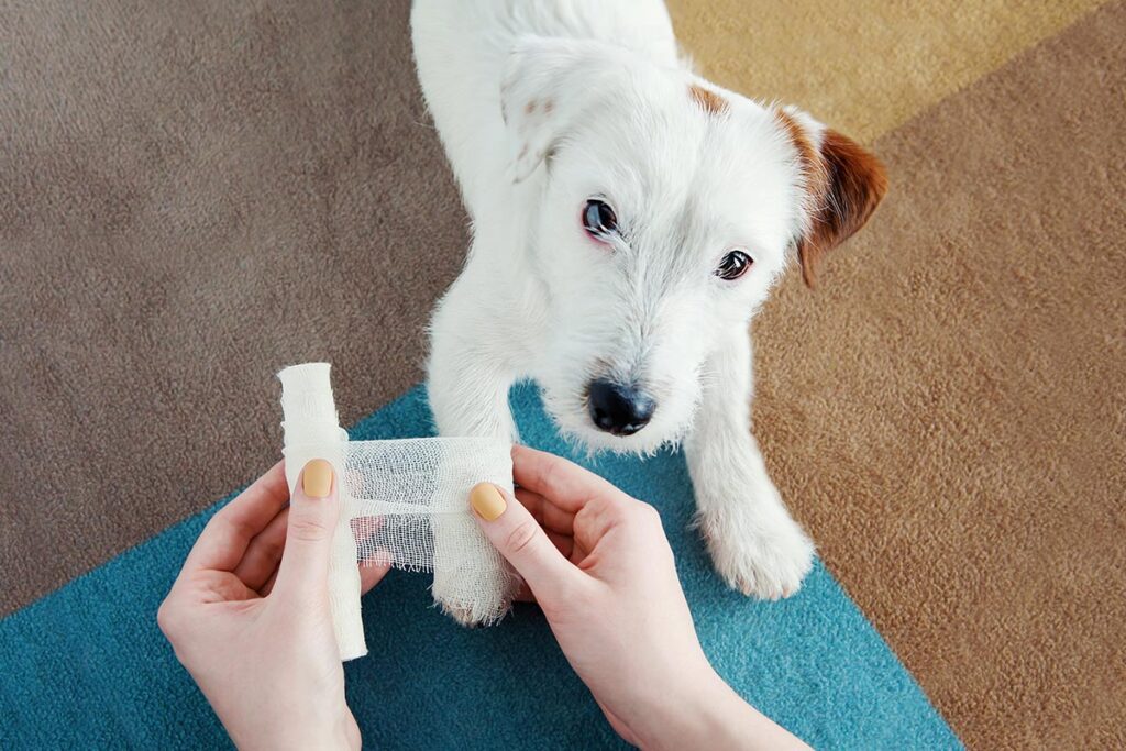 small dog getting leg and paw wrapped in bandage
