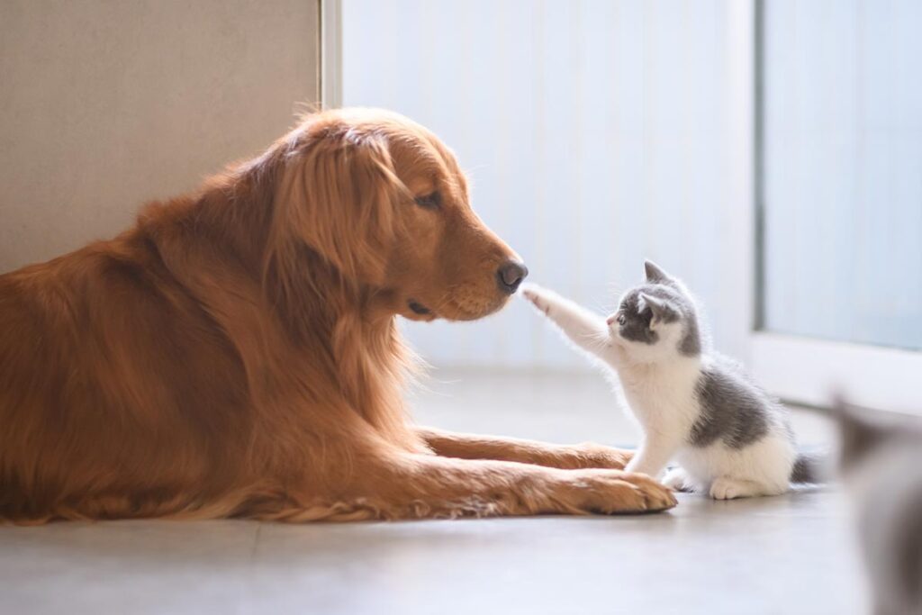 kitten playing with golden retriever indoors