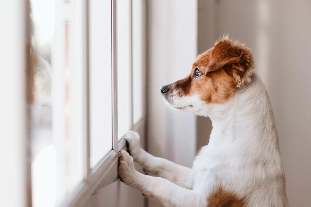 small dog standing on two legs and looking out window