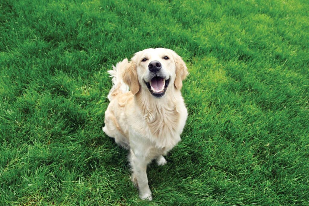 happy labrador retriever sitting on green grass outdoors