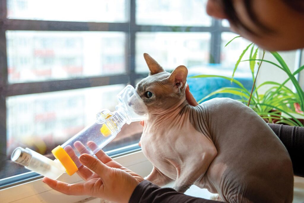female giving asthmatic cat medicine through inhaler