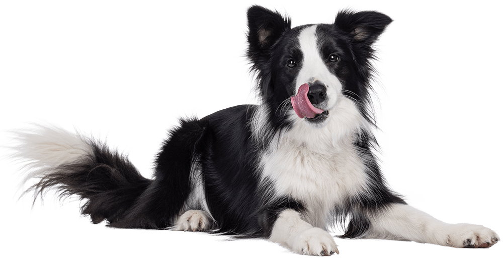Black White Collie sitting and licking lips