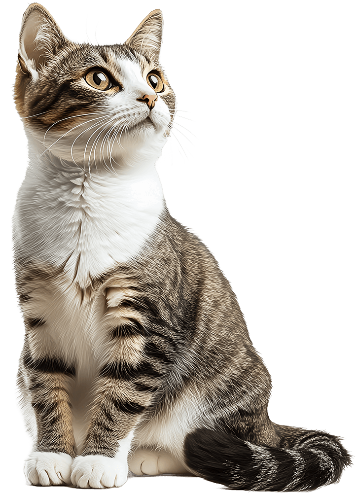 gray and white striped cat sitting down and looking up