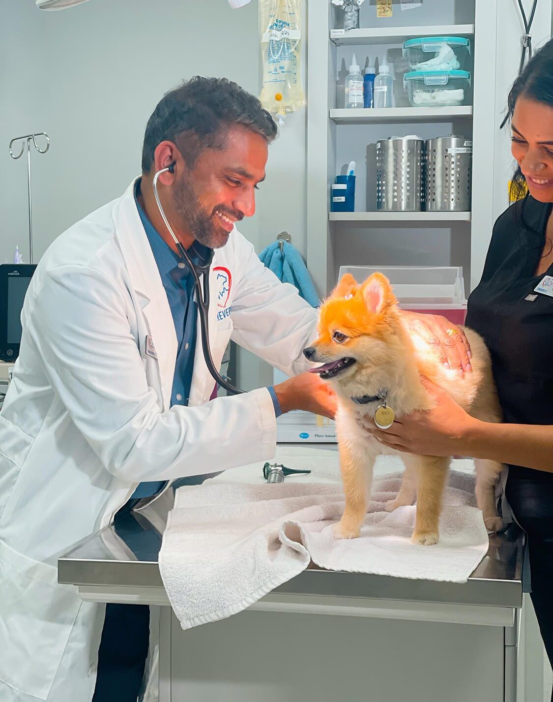 male veterinarian and female tech examining small brown dog