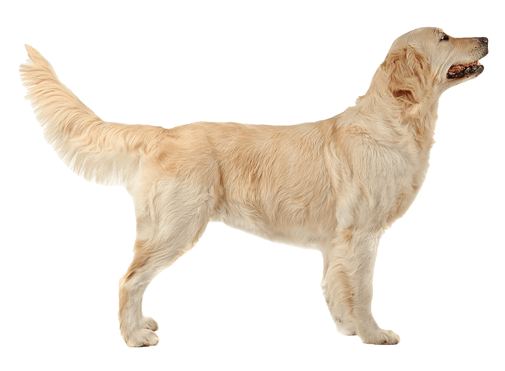 Golden Retriever dog standing up