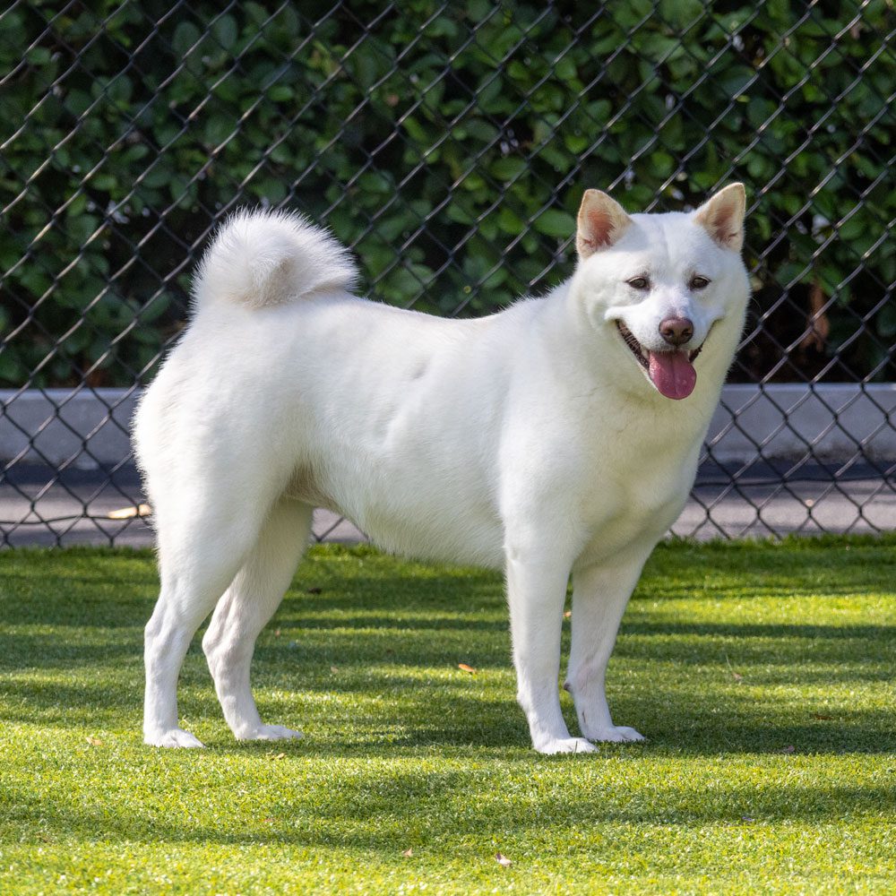 Beautiful White Dog Outside On Turf