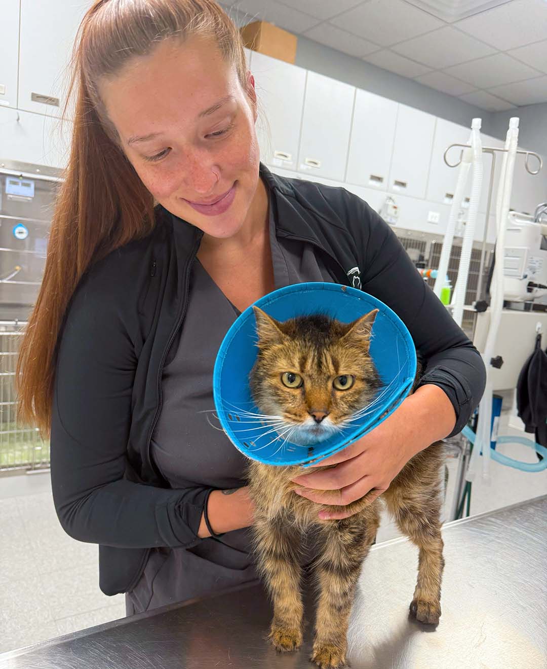 striped cat wearing a protective cone after surgery