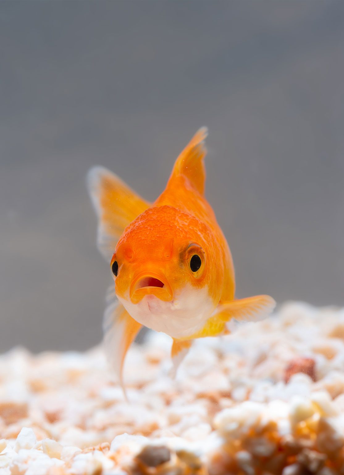 Gold Fish With Their Mouth Open In The Fish Tank