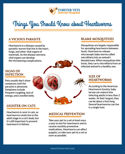 Things You Should Know About Heartworms Checklist