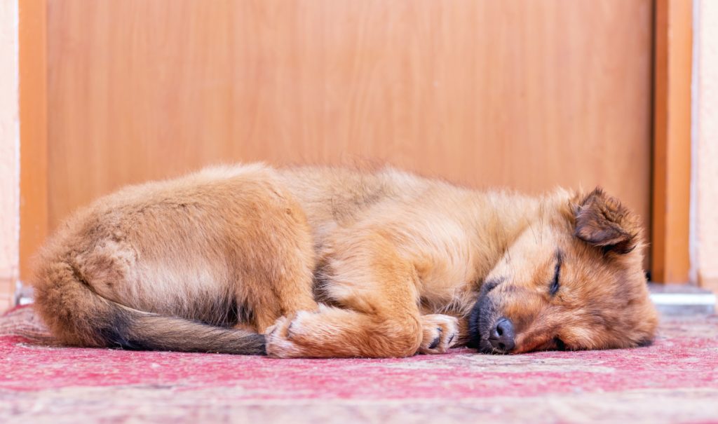 Grooming Guide: Tips on How to Avoid Matting