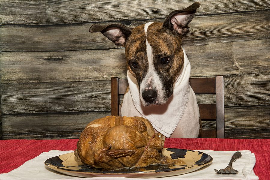 Begging for a Holiday Feast