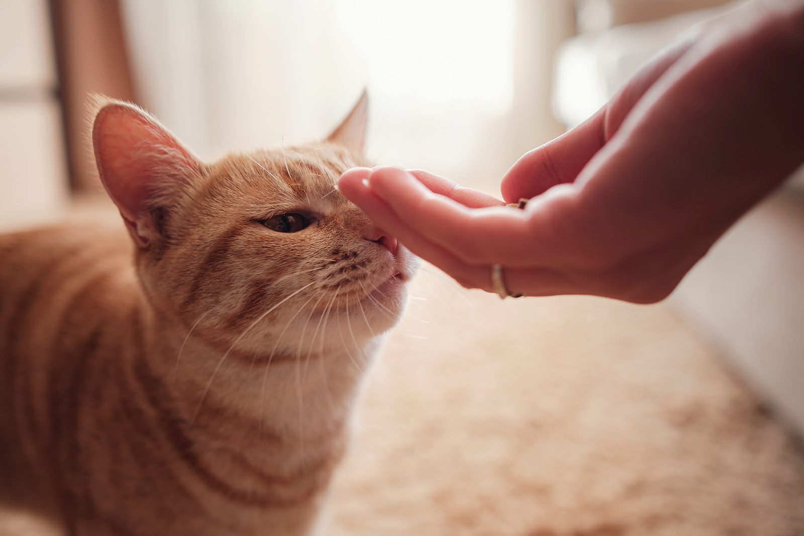 woman is feeding ginger cat, cat eats from female hands. Feeding cat with delicious cat food