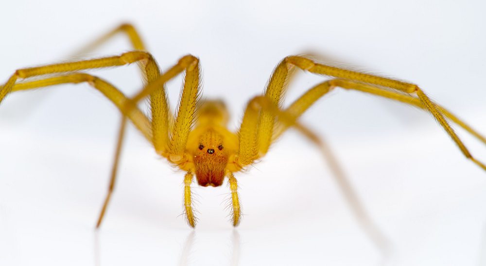 Chilean Recluse Spider (Loxosceles Laeta)