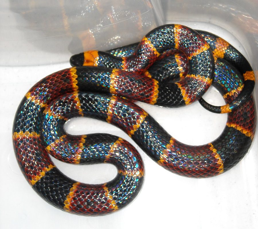 Coral Snakes