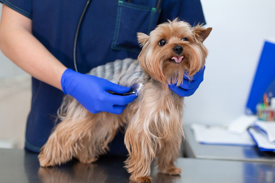 Dog getting medical care at a vets office 