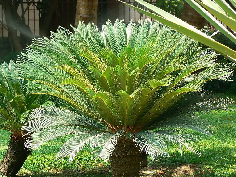 Cycas Revoluta (Sago Palm)