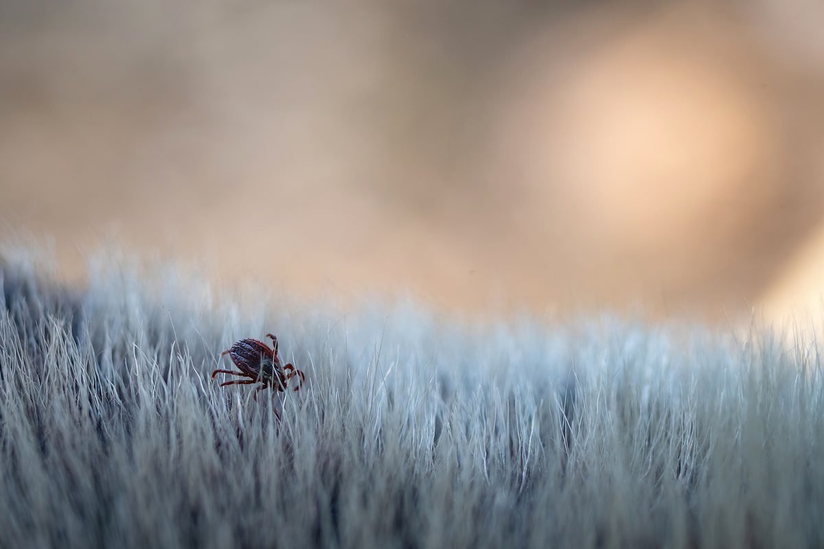 black tick on dog