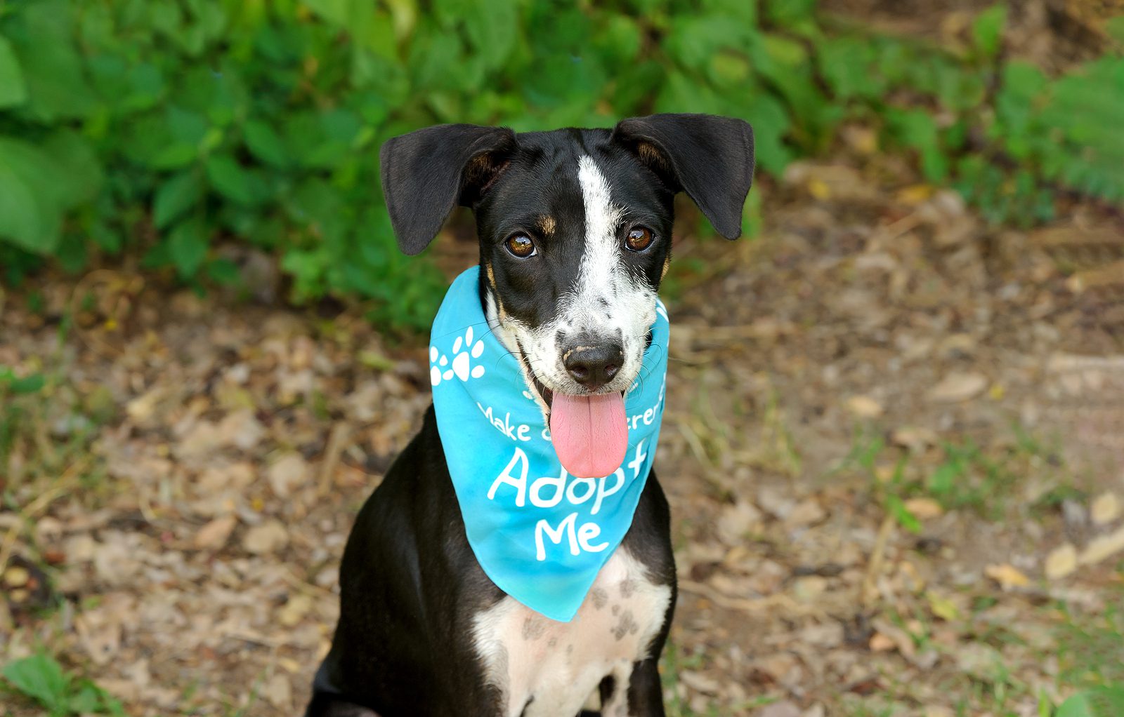 A Beautiful Sad Looking Dog Is Asking Someone To Adopt Him