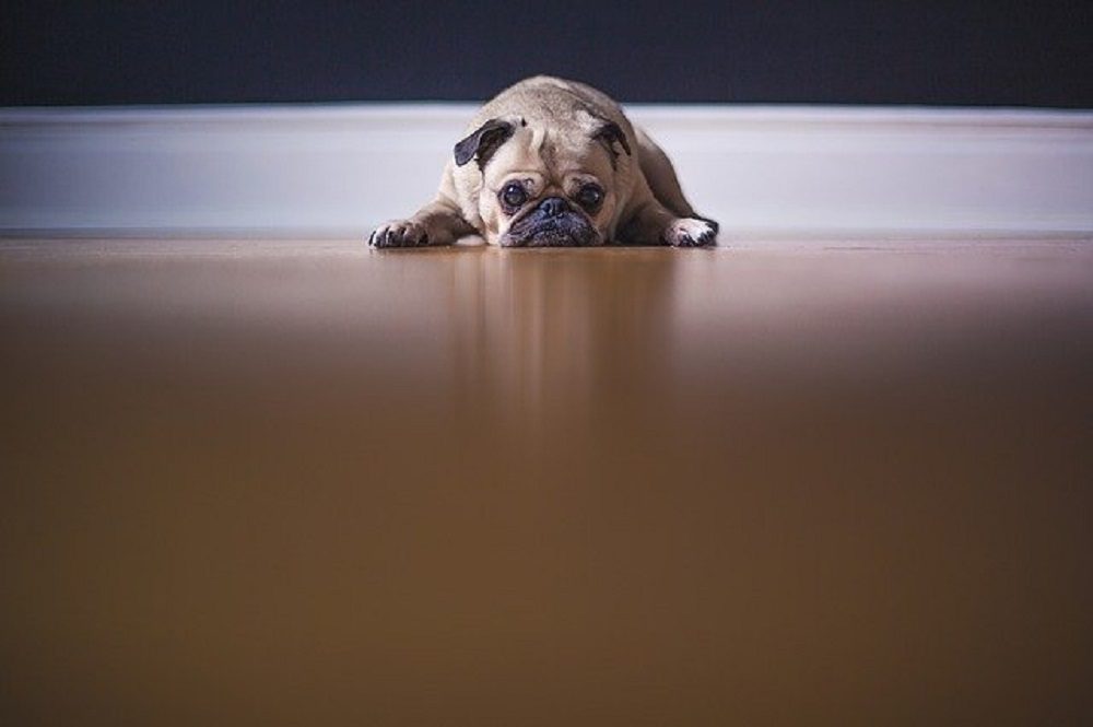 TOP REASONS PET OBESITY IS A SERIOUS PROBLEM