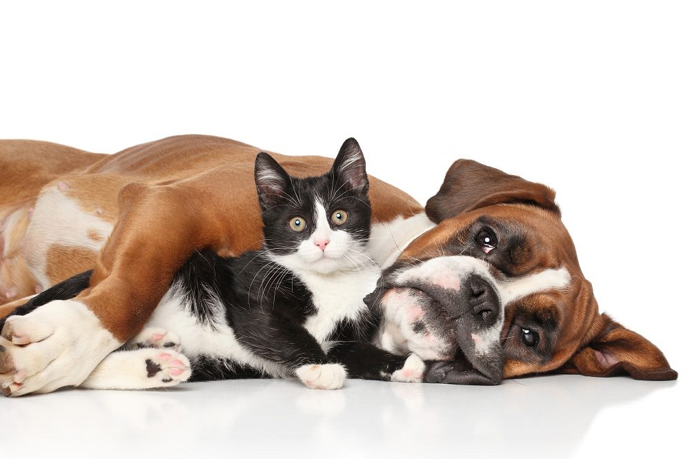 April is National Heartworm Awareness Month