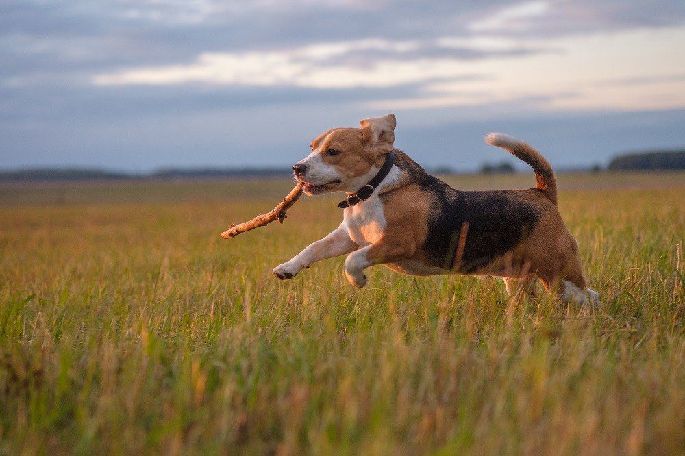 Dog needing veterinary doctor ponte Vedra beach fl