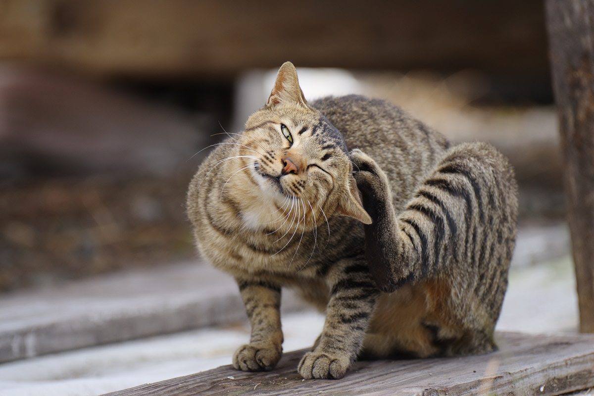 Cat Itching Itself at animal hospital St. Johns