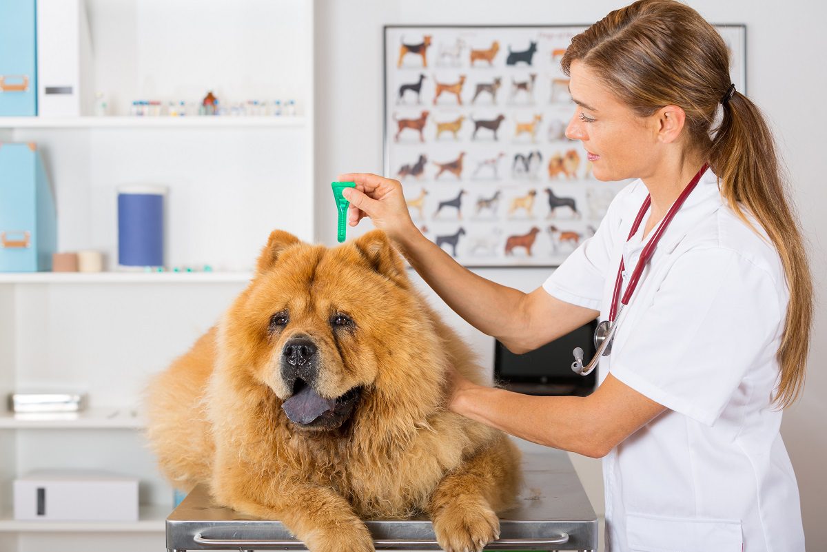 Vet Giving Dog Flea Treatment as veterinary services st johns fl