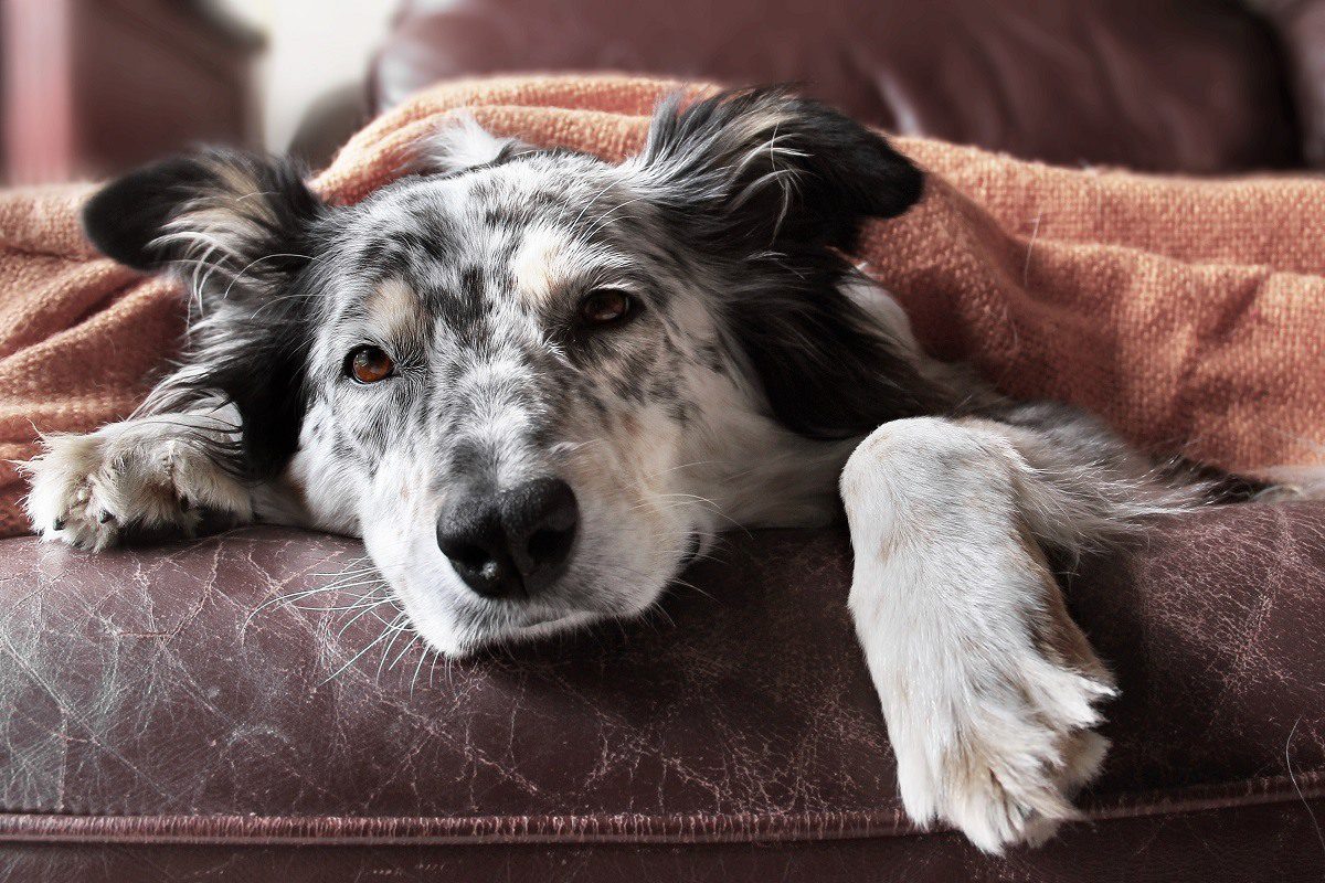 Sick dog needs a pet check up st. johns fl
