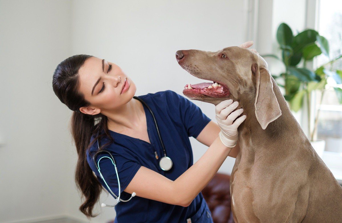 Dog at pet check-up in St. Johns, FL
