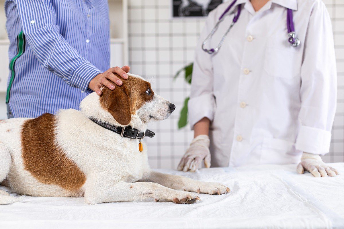 Dog visiting veterinary doctor in Jacksonville, FL