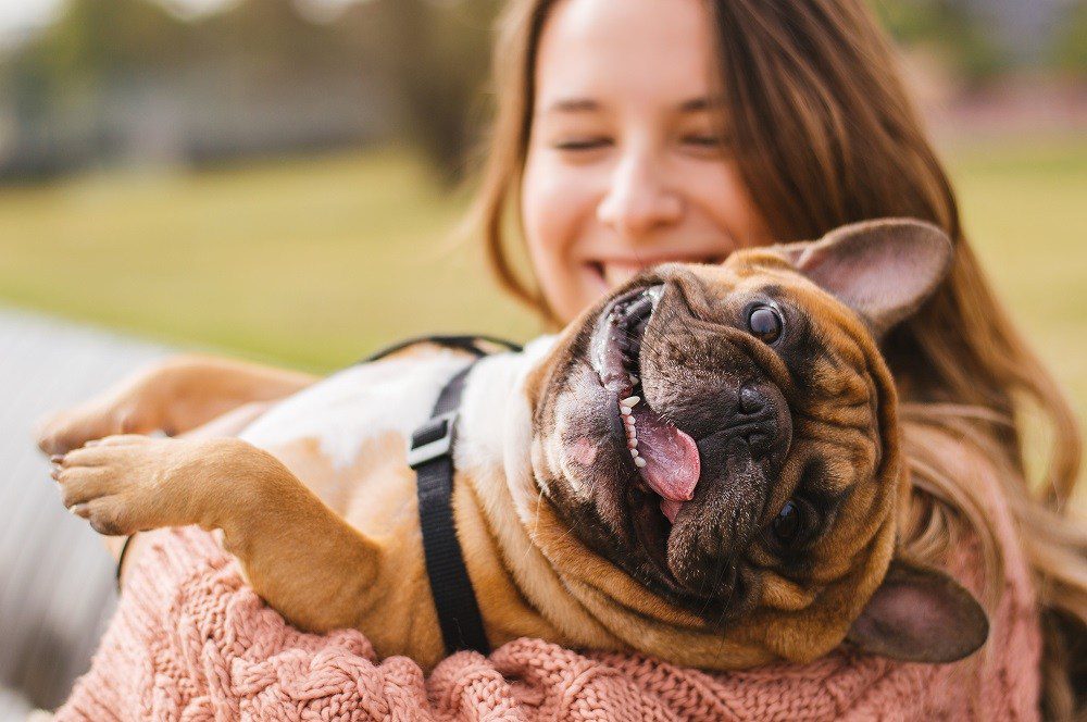 Dog getting pet vaccinations hospital nocatee fl