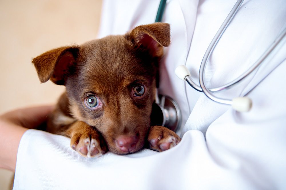 animal hospital in Jacksonville