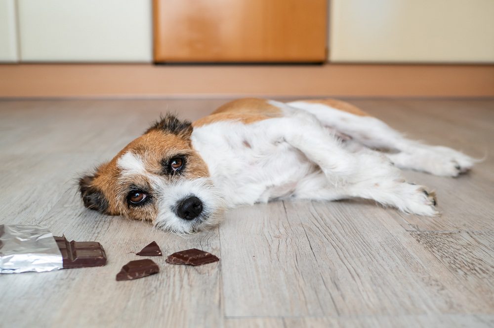 WHAT TO DO IF YOUR DOG EATS CHOCOLATE