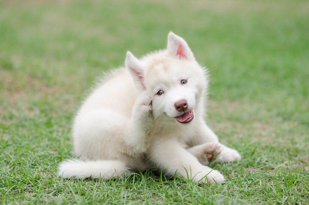 Dog with fleas scratching
