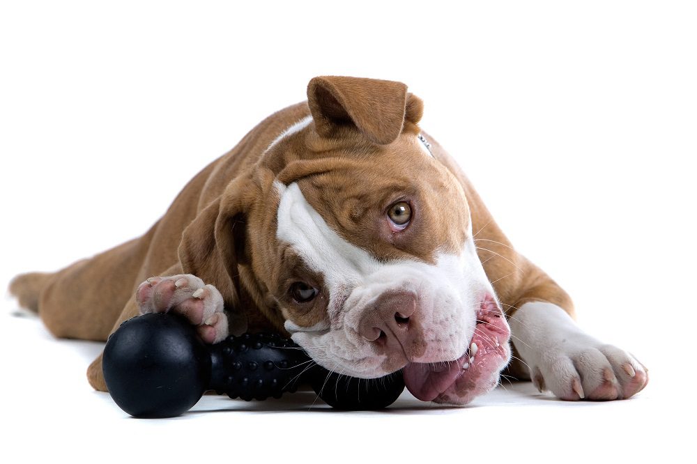 Dog Chewing Toy at veterinary services Orlando