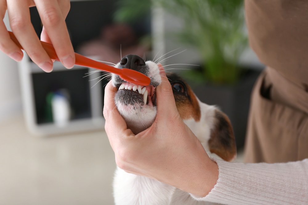 Brushing Dog Teeth at animal hospital Orlando