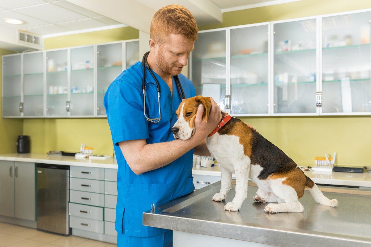 Beagle vet checkup in Jacksonville, FL 