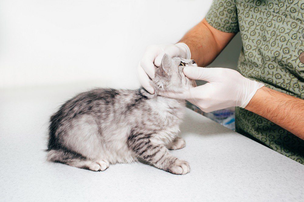 Examining cat's eye at Animal hospital Orlando fl