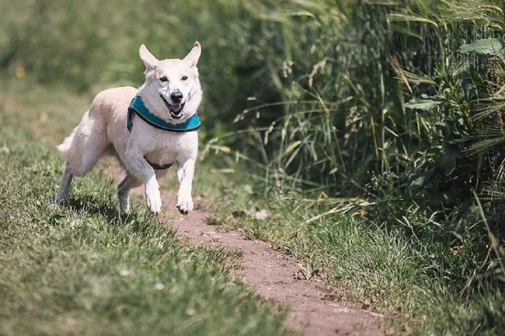 THE IMPORTANCE OF EXERCISE FOR YOUR PETS