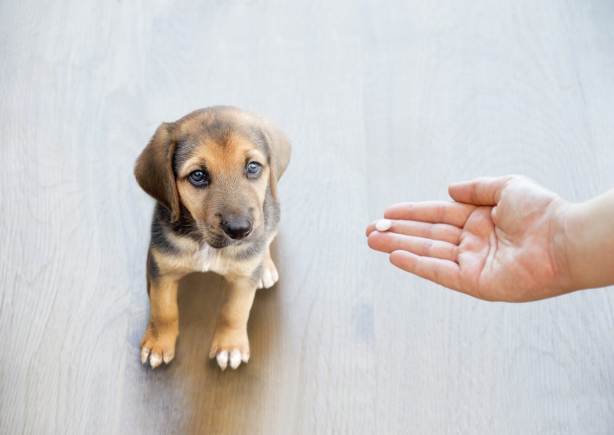 Holding out pill to dog at animal hospital St. Augustine