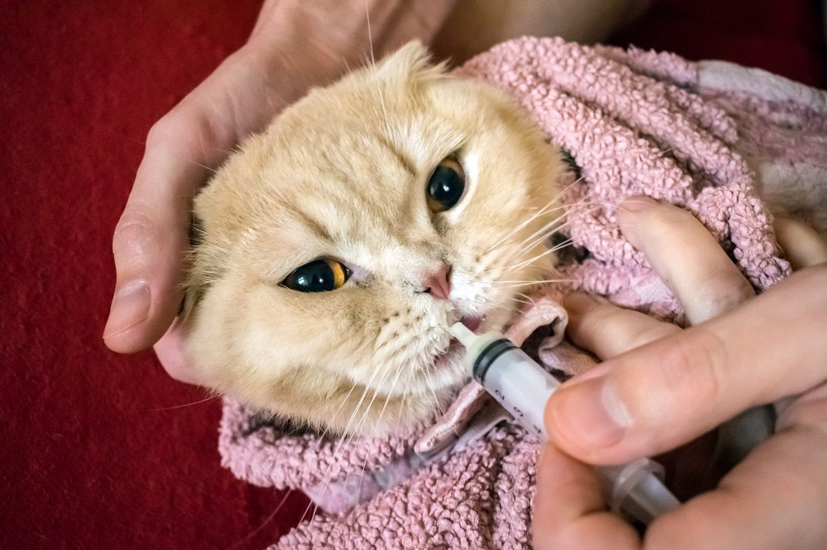 Giving cat liquid medicine at veterinary hospital st Augustine fl